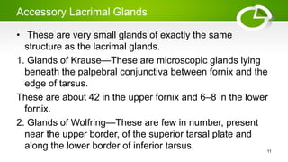 Accessory Lacrimal Glands
• These are very small glands of exactly the same
structure as the lacrimal glands.
1. Glands of Krause—These are microscopic glands lying
beneath the palpebral conjunctiva between fornix and the
edge of tarsus.
These are about 42 in the upper fornix and 6–8 in the lower
fornix.
2. Glands of Wolfring—These are few in number, present
near the upper border, of the superior tarsal plate and
along the lower border of inferior tarsus. 11
 