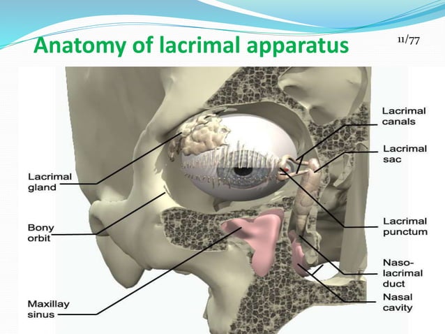 Lacrimal Apparatus: Different structure, Tear Film and Lacrimal Pump ...