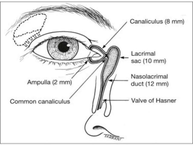 lacrimal apparatus