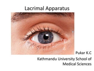 Lacrimal Apparatus
Pukar K.C
Kathmandu University School of
Medical Sciences
 