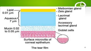 DETAILED ANATOMY OF LACRIMAL APPARATUS (2).pptx