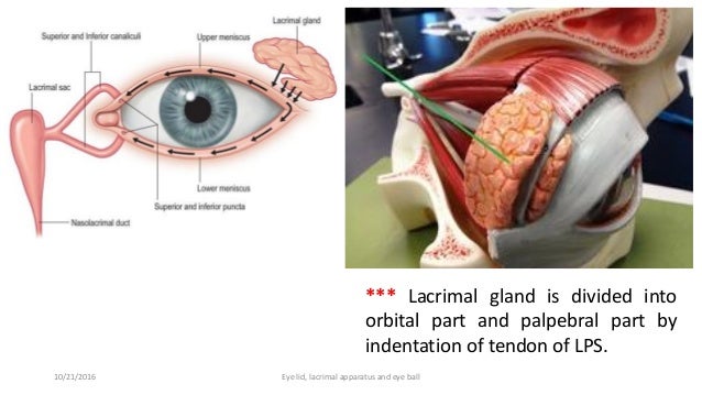 Lacrimal Apparatus Eye Lid And External Features Of Eye Ball - 