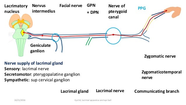 lacrimal apparatus eye lid and external features of eye ball lacrimal gland innervation