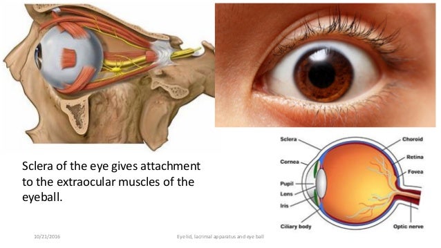 Lacrimal apparatus, eye lid and external features of eye ball.