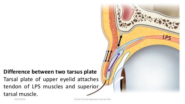 Lacrimal apparatus, eye lid and external features of eye ball.
