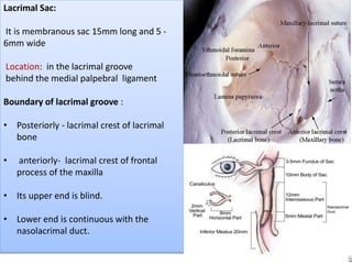 Lacrimal Sac:
It is membranous sac 15mm long and 5 -
6mm wide
Location: in the lacrimal groove
behind the medial palpebral ligament
Boundary of lacrimal groove :
• Posteriorly - lacrimal crest of lacrimal
bone
• anteriorly- lacrimal crest of frontal
process of the maxilla
• Its upper end is blind.
• Lower end is continuous with the
nasolacrimal duct.
 
