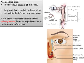 Nasolacrimal Duct
• Imembranous passage 18 mm long.
• begins at lower end of the lacrimal sac
• opens into the inferior meatus of nose.
A fold of mucous membrane called the
valve of Hasner forms an imperfect valve at
the lower end of the duct.
 