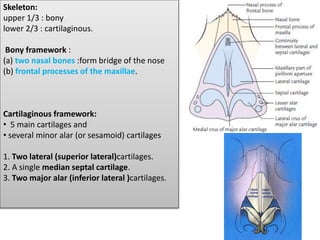 Skeleton:
upper 1/3 : bony
lower 2/3 : cartilaginous.
Bony framework :
(a) two nasal bones :form bridge of the nose
(b) frontal processes of the maxillae.
Cartilaginous framework:
• 5 main cartilages and
• several minor alar (or sesamoid) cartilages
1. Two lateral (superior lateral)cartilages.
2. A single median septal cartilage.
3. Two major alar (inferior lateral )cartilages.
 