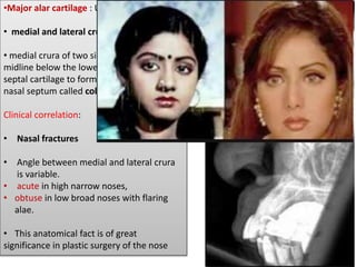 •Major alar cartilage : U-shaped
• medial and lateral crus
• medial crura of two sides meet in the
midline below the lower margin of the
septal cartilage to form the lower part of the
nasal septum called columella.
Clinical correlation:
• Nasal fractures
• Angle between medial and lateral crura
is variable.
• acute in high narrow noses,
• obtuse in low broad noses with flaring
alae.
• This anatomical fact is of great
significance in plastic surgery of the nose
 