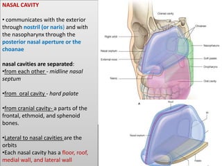 NASAL CAVITY
• communicates with the exterior
through nostril (or naris) and with
the nasopharynx through the
posterior nasal aperture or the
choanae
nasal cavities are separated:
•from each other - midline nasal
septum
•from oral cavity - hard palate
•from cranial cavity- a parts of the
frontal, ethmoid, and sphenoid
bones.
•Lateral to nasal cavities are the
orbits
•Each nasal cavity has a floor, roof,
medial wall, and lateral wall
 