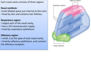 Each nasal cavity consists of three regions
Nasal vestibule :
•small dilated space just internal to the naris
• lined by skin and contains hair follicles;
Respiratory region:
• largest part of the nasal cavity,
• has a rich neurovascular supply,
• lined by respiratory epithelium;
Olfactory region :
• small, is at the apex of each nasal cavity,
• lined by olfactory epithelium, and contains
the olfactory receptors
 
