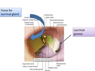 Lacrimal
groove
Fossa for
lacrimal gland
 