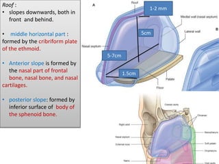 5cm
5-7cm
1.5cm
1-2 mm
Roof :
• slopes downwards, both in
front and behind.
• middle horizontal part :
formed by the cribriform plate
of the ethmoid.
• Anterior slope is formed by
the nasal part of frontal
bone, nasal bone, and nasal
cartilages.
• posterior slope: formed by
inferior surface of body of
the sphenoid bone.
 