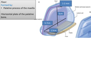 5cm
5-7cm
1.5cm
1-2 mm
Floor:
Formed by:
• Palatine process of the maxilla
•Horizontal plate of the palatine
bone.
 