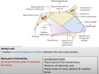 Medial wall:
• median osseocartilaginous partition between the two nasal cavities.
Bony part is formed by:
(a) perpendicular plate of ethmoid-
(b) Vomer -
contributions from:
•Nasal spine of the frontal bone,
•Rostrum of sphenoid, and
•Nasal crests of nasal, palatine & maxillary
bones.
 