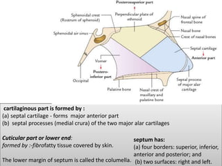 cartilaginous part is formed by :
(a) septal cartilage - forms major anterior part
(b) septal processes (medial crura) of the two major alar cartilages
Cuticular part or lower end:
formed by :-fibrofatty tissue covered by skin.
The lower margin of septum is called the columella.
septum has:
(a) four borders: superior, inferior,
anterior and posterior; and
(b) two surfaces: right and left.
 
