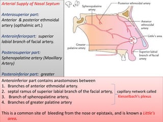 Arterial Supply of Nasal Septum
Anterosuperior part:
Anterior & posterior ethmoidal
artery (opthalmic art.)
Anteroinferiorpart: superior
labial branch of facial artery.
Posterosuperior part:
Sphenopalatine artery (Maxillary
Artery)
Posteroinferior part: greater
palatine artery (Maxillary
Artery)
Anteroinferior part contains anastomoses between
1. Branches of anterior ethmoidal artery.
2. septal ramus of superior labial branch of the facial artery,
3. Branch of sphenopalatine artery,
4. Branches of greater palatine artery
This is a common site of bleeding from the nose or epistaxis, and is known a Little's
area.
capillary network called
Kiesselbach's plexus
 