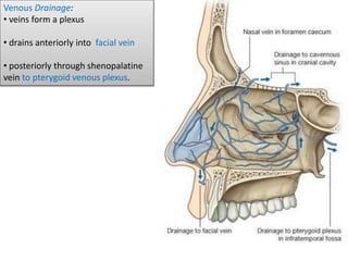 Venous Drainage:
• veins form a plexus
• drains anteriorly into facial vein
• posteriorly through shenopalatine
vein to pterygoid venous plexus.
 