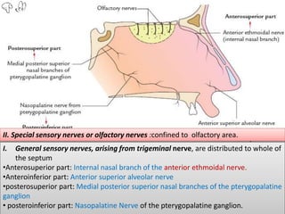 I. General sensory nerves, arising from trigeminal nerve, are distributed to whole of
the septum
•Anterosuperior part: Internal nasal branch of the anterior ethmoidal nerve.
•Anteroinferior part: Anterior superior alveolar nerve
•posterosuperior part: Medial posterior superior nasal branches of the pterygopalatine
ganglion
• posteroinferior part: Nasopalatine Nerve of the pterygopalatine ganglion.
II. Special sensory nerves or olfactory nerves :confined to olfactory area.
 