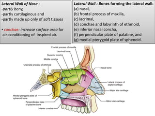 Lateral Wall : Bones forming the lateral wall:
(a) nasal,
(b) frontal process of maxilla,
(c) lacrimal,
(d) conchae and labyrinth of ethmoid,
(e) inferior nasal concha,
(f) perpendicular plate of palatine, and
(g) medial pterygoid plate of sphenoid.
Lateral Wall of Nose :
-partly bony,
-partly cartilaginous and
-partly made up only of soft tissues
• conchae: increase surface area for
air-conditioning of inspired air.
 