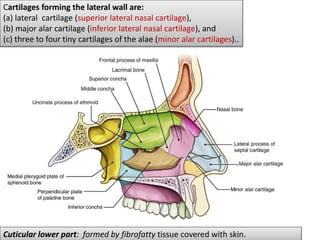 Cartilages forming the lateral wall are:
(a) lateral cartilage (superior lateral nasal cartilage),
(b) major alar cartilage (inferior lateral nasal cartilage), and
(c) three to four tiny cartilages of the alae (minor alar cartilages)..
Cuticular lower part: formed by fibrofatty tissue covered with skin.
 