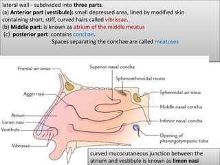 lateral wall - subdivided into three parts.
(a) Anterior part (vestibule): small depressed area, lined by modified skin
containing short, stiff, curved hairs called vibrissae.
(b) Middle part: is known as atrium of the middle meatus
(c) posterior part :contains conchae.
Spaces separating the conchae are called meatuses
curved mucocutaneous junction between the
atrium and vestibule is known as limen nasi
 