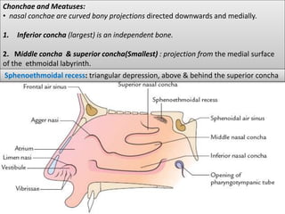 Chonchae and Meatuses:
• nasal conchae are curved bony projections directed downwards and medially.
1. Inferior concha (largest) is an independent bone.
2. Middle concha & superior concha(Smallest) : projection from the medial surface
of the ethmoidal labyrinth.
Sphenoethmoidal recess: triangular depression, above & behind the superior concha
 