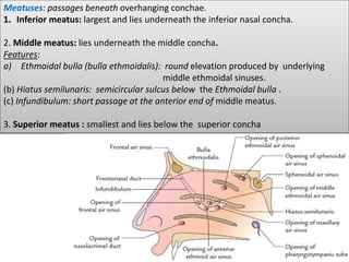 Meatuses: passages beneath overhanging conchae.
1. Inferior meatus: largest and lies underneath the inferior nasal concha.
2. Middle meatus: lies underneath the middle concha.
Features:
a) Ethmoidal bulla (bulla ethmoidalis): round elevation produced by underlying
middle ethmoidal sinuses.
(b) Hiatus semilunaris: semicircular sulcus below the Ethmoidal bulla .
(c) Infundibulum: short passage at the anterior end of middle meatus.
3. Superior meatus : smallest and lies below the superior concha
 