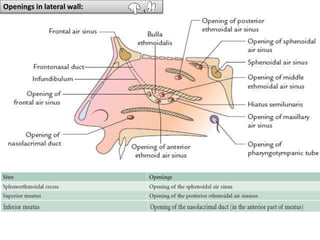 Openings in lateral wall:
 