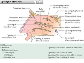 Openings in lateral wall:
 