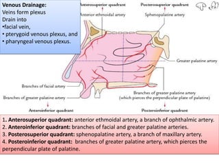 1. Anterosuperior quadrant: anterior ethmoidal artery, a branch of ophthalmic artery.
2. Anteroinferior quadrant: branches of facial and greater palatine arteries.
3. Posterosuperior quadrant: sphenopalatine artery, a branch of maxillary artery.
4. Posteroinferior quadrant: branches of greater palatine artery, which pierces the
perpendicular plate of palatine.
Venous Drainage:
Veins form plexus
Drain into
•facial vein,
• pterygoid venous plexus, and
• pharyngeal venous plexus.
 