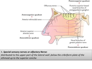 II. Special sensory nerves or olfactory Nerve:
distributed to the upper part of the lateral wall ,below the cribriform plate of the
ethmoid up to the superior concha
 