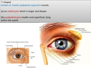 'J' shaped
tendon of levator palpebrae superioris muscle.
(a) an orbital part which is larger and deeper
(b) a palpebral part smaller and superficial, lying
within the eyelid
 