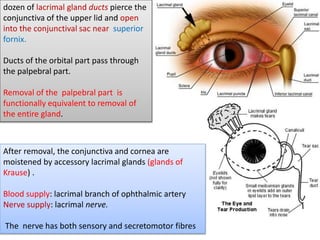 dozen of lacrimal gland ducts pierce the
conjunctiva of the upper lid and open
into the conjunctival sac near superior
fornix.
Ducts of the orbital part pass through
the palpebral part.
Removal of the palpebral part is
functionally equivalent to removal of
the entire gland.
After removal, the conjunctiva and cornea are
moistened by accessory lacrimal glands (glands of
Krause) .
Blood supply: lacrimal branch of ophthalmic artery
Nerve supply: lacrimal nerve.
The nerve has both sensory and secretomotor fibres
 
