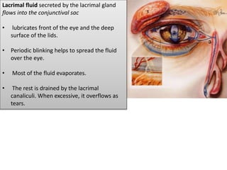 Lacrimal fluid secreted by the lacrimal gland
flows into the conjunctival sac
• lubricates front of the eye and the deep
surface of the lids.
• Periodic blinking helps to spread the fluid
over the eye.
• Most of the fluid evaporates.
• The rest is drained by the lacrimal
canaliculi. When excessive, it overflows as
tears.
 