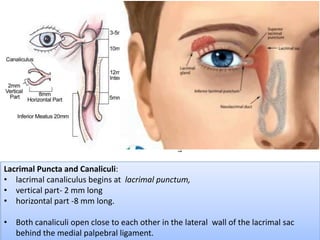 Lacrimal Puncta and Canaliculi:
• lacrimal canaliculus begins at lacrimal punctum,
• vertical part- 2 mm long
• horizontal part -8 mm long.
• Both canaliculi open close to each other in the lateral wall of the lacrimal sac
behind the medial palpebral ligament.
 