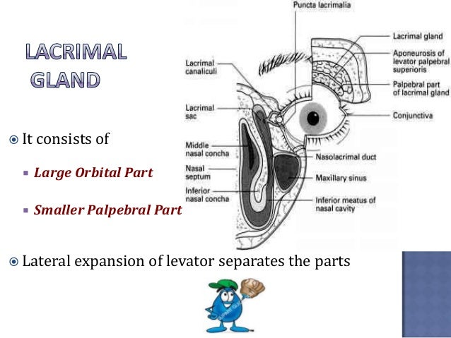 anatomy and physiology of lacrimal apparatus ppt