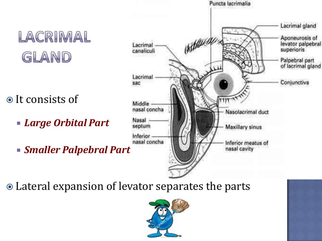 anatomy and physiology of lacrimal apparatus ppt
