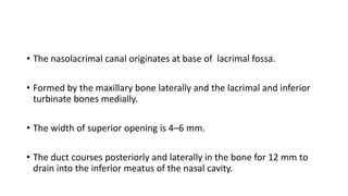 • The nasolacrimal canal originates at base of lacrimal fossa.
• Formed by the maxillary bone laterally and the lacrimal and inferior
turbinate bones medially.
• The width of superior opening is 4–6 mm.
• The duct courses posteriorly and laterally in the bone for 12 mm to
drain into the inferior meatus of the nasal cavity.
 