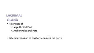 • It consists of
• Large Orbital Part
• Smaller Palpebral Part
• Lateral expansion of levator separates the parts
 