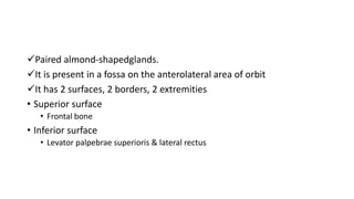 Paired almond-shapedglands.
It is present in a fossa on the anterolateral area of orbit
It has 2 surfaces, 2 borders, 2 extremities
• Superior surface
• Frontal bone
• Inferior surface
• Levator palpebrae superioris & lateral rectus
 