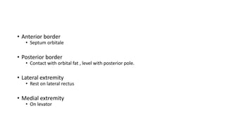 • Anterior border
• Septum orbitale
• Posterior border
• Contact with orbital fat , level with posterior pole.
• Lateral extremity
• Rest on lateral rectus
• Medial extremity
• On levator
 