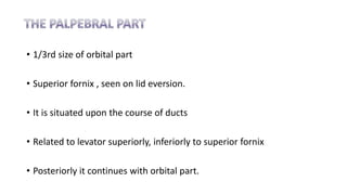 • 1/3rd size of orbital part
• Superior fornix , seen on lid eversion.
• It is situated upon the course of ducts
• Related to levator superiorly, inferiorly to superior fornix
• Posteriorly it continues with orbital part.
 