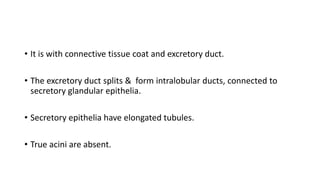 • It is with connective tissue coat and excretory duct.
• The excretory duct splits & form intralobular ducts, connected to
secretory glandular epithelia.
• Secretory epithelia have elongated tubules.
• True acini are absent.
 