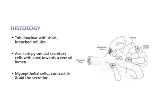• Tubuloacinar with short,
branched tubules
• Acini are pyramidal secretory
cells with apex towards a central
lumen
• Myoepithelial cells., contractile
& aid the secretion
 