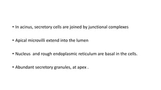 • In acinus, secretory cells are joined by junctional complexes
• Apical microvilli extend into the lumen
• Nucleus and rough endoplasmic reticulum are basal in the cells.
• Abundant secretory granules, at apex .
 