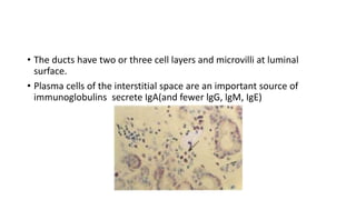 • The ducts have two or three cell layers and microvilli at luminal
surface.
• Plasma cells of the interstitial space are an important source of
immunoglobulins secrete IgA(and fewer lgG, lgM, IgE)
 
