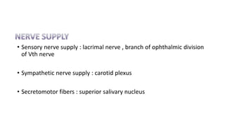 • Sensory nerve supply : lacrimal nerve , branch of ophthalmic division
of Vth nerve
• Sympathetic nerve supply : carotid plexus
• Secretomotor fibers : superior salivary nucleus
 