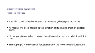 • A small, round or oval orifice on the elevation, the papilla lacrimalis.
• At medial end of lid margin at the junction of its ciliated and non-ciliated
parts.
• Upper punctum medial to lower, from the medial canthus being 6 and 6.5
mm.
• The upper punctum opens inferoposteriorly, the lower superoposteriorly.
 