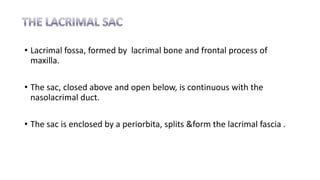• Lacrimal fossa, formed by lacrimal bone and frontal process of
maxilla.
• The sac, closed above and open below, is continuous with the
nasolacrimal duct.
• The sac is enclosed by a periorbita, splits &form the lacrimal fascia .
 